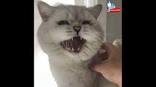 Kumpulan Video Kucing Lucu Pemarah Terbaru