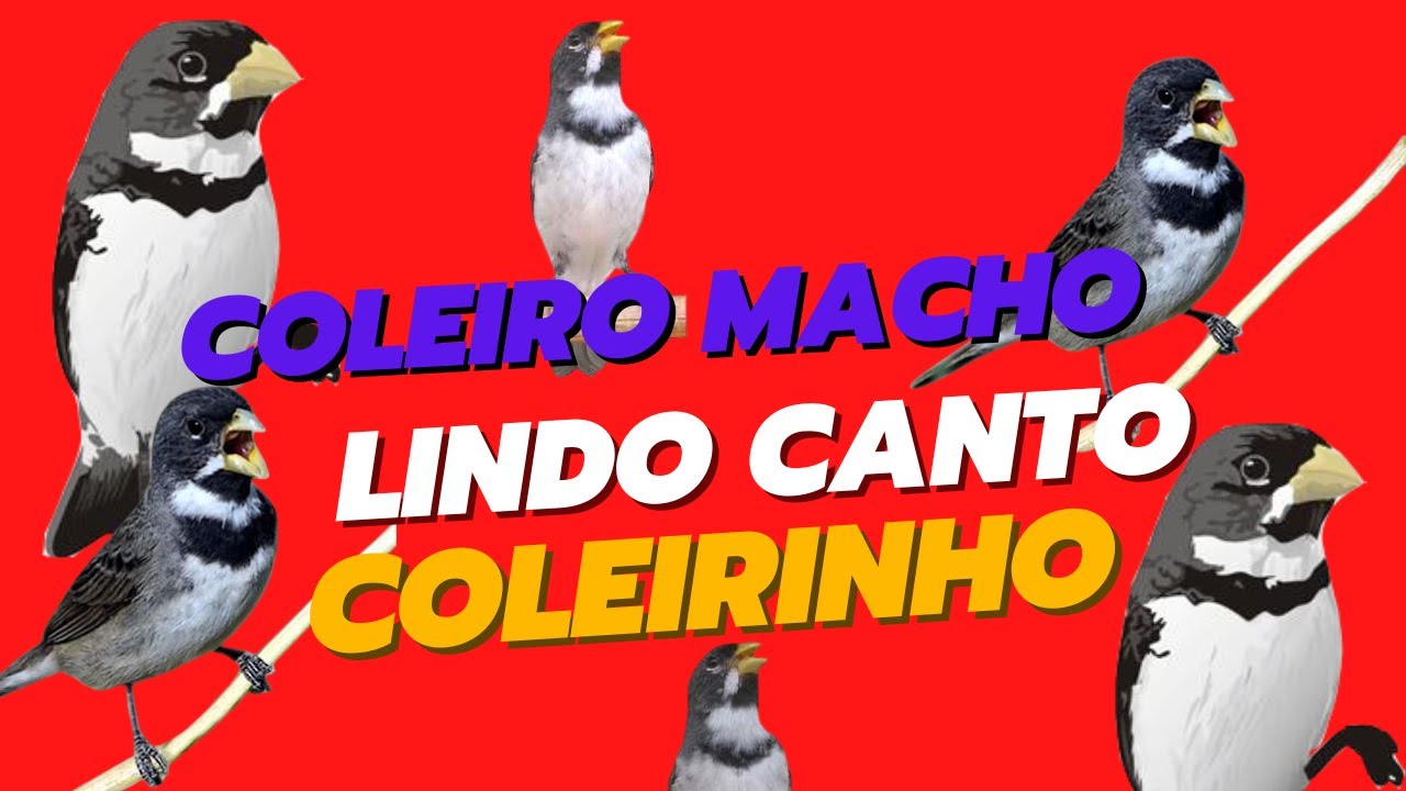 COLEIRO CHAMANDO E CANTANDO // COLEIRINHO CANTANDO // GOLINHA CANTANDO ...