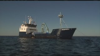 Shark seen off Chatham as 22News continues on shark-tracking mission