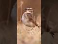 Killdeer BIRD kiya he. #shortfed #viralfact