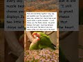 Two Birds In Love😭💕