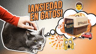 GATOS con ANSIEDAD ‍⚕| ¿Cómo reducir la ansiedad en los gatos y evitar que tengan miedo?