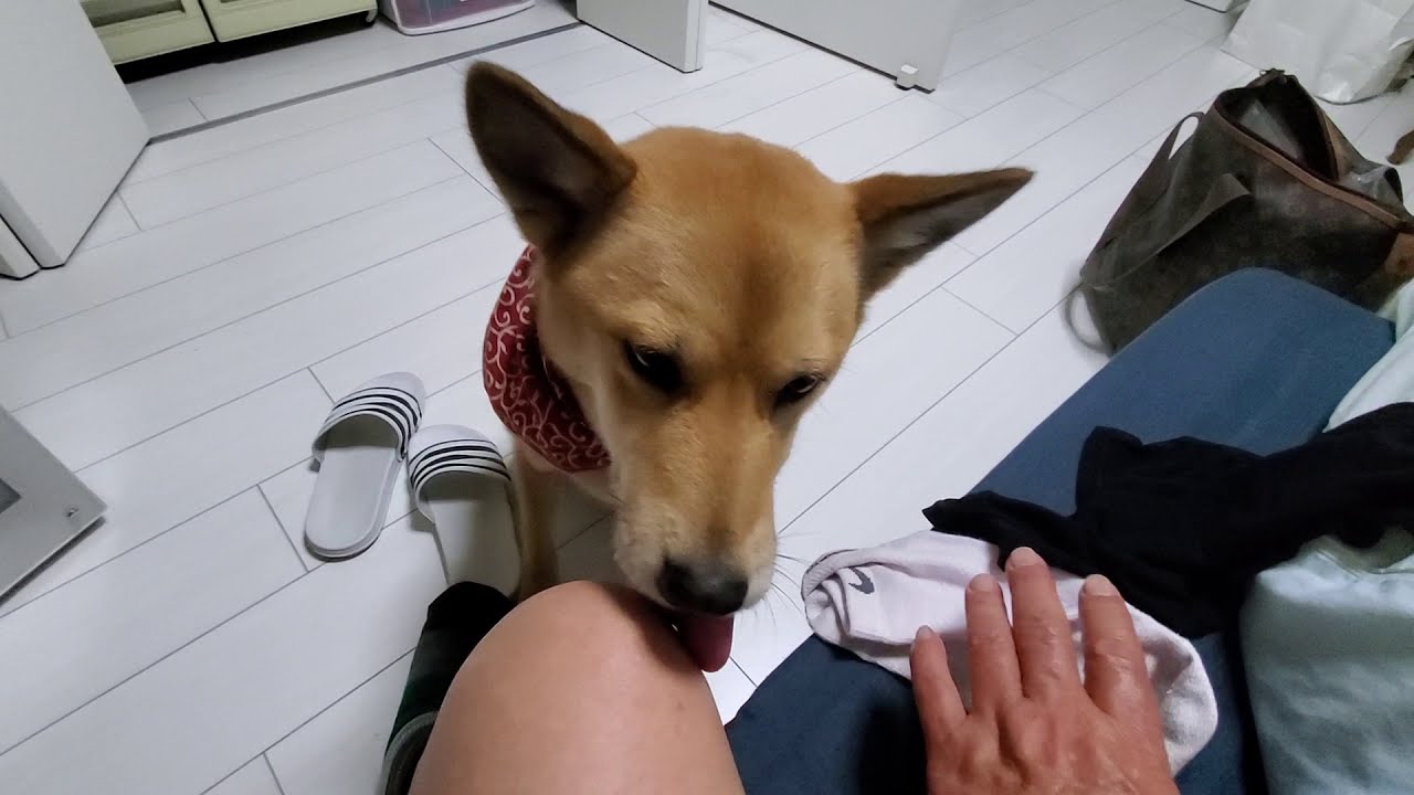 ノグリは膝も舐めるでもやっぱり足裏が好み 笑 Noguri Also Licks His Knees But After All He Likes The Soles Of His Feet Lol Youtube