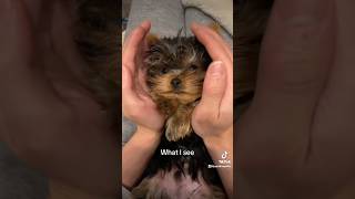 Dog Grows Up So Fast! Puppy VS Now #dog #yorkie #doglover #dogshorts #puppy #dogs