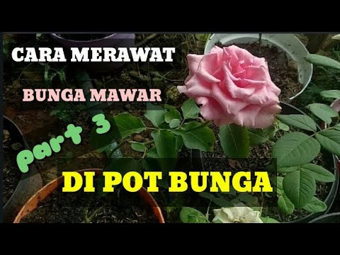  CARA  MERAWAT BUNGA  MAWAR  DI POT BUNGA  part 3 tahap 