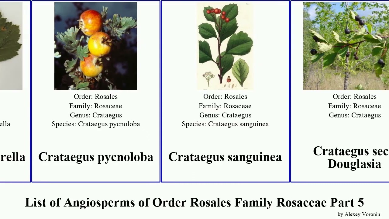 List of Angiosperms of Order Rosales Family Rosaceae Part 5 crataegus cotoneaster desert creeping