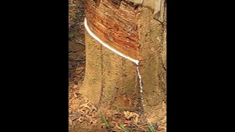 Rubber Tree Tapping Demonstration