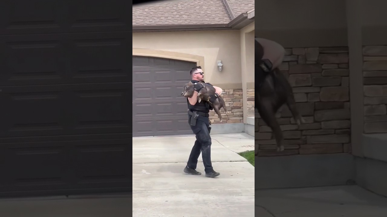 Sneaky Pig vs. Cop: Epic Chase! 