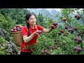 Harvesting 1000+ Wild Plums and Tasting Exotic Fruits of the Northwest Highlands | Farm Life Tropics