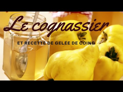 Vidéo: Faire pousser des coings à partir de graines - Comment faire pousser un coing à partir de graines