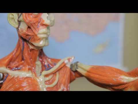 Video: Artrolite - Kremas Sąnariams, Gelis, Kapsulės, Instrukcijos, Apžvalgos, Kaina