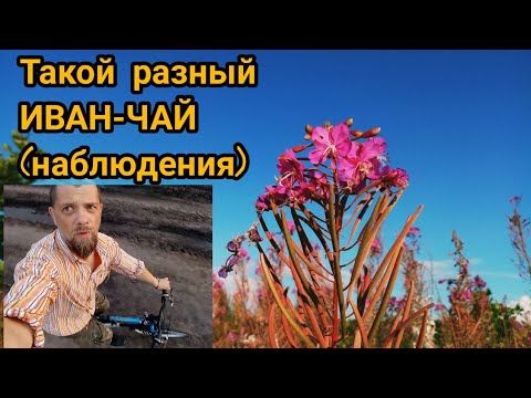 Про ИВАН-ЧАЙ, Таволгу, Золотарник, Скручивание чая на доске