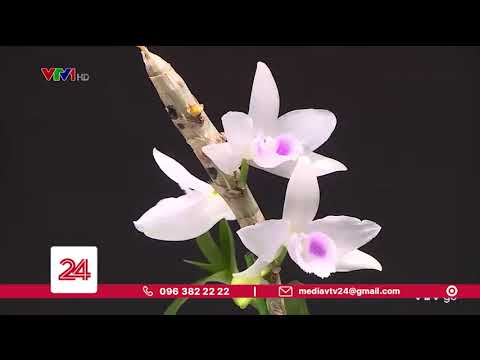 Video Giá trị thực của hoa lan đột biến | VTV24 - youtube