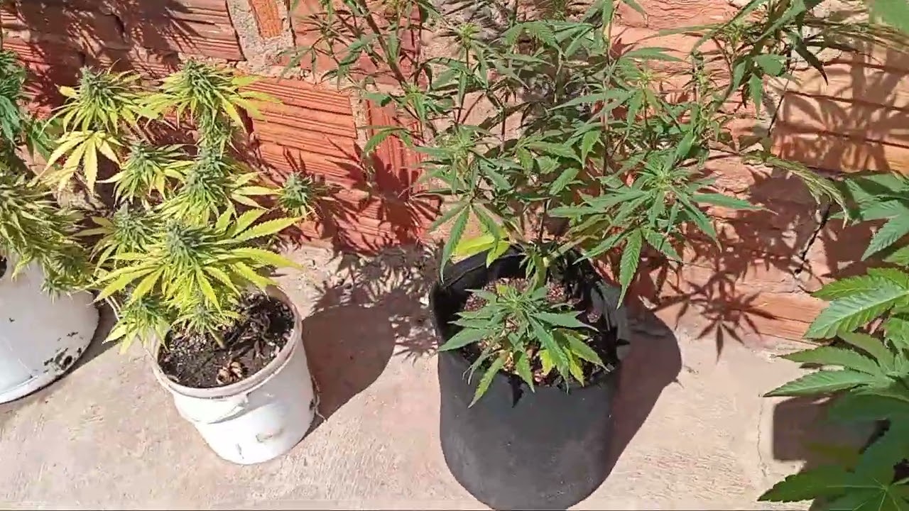 Ciclo novo Glitterbomb x Rainbow beltz e shiva Skunk x Forum Cookies