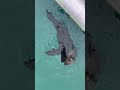 A seal playing at Apollo Bay pier and eating fish that fishermen are trying to catch