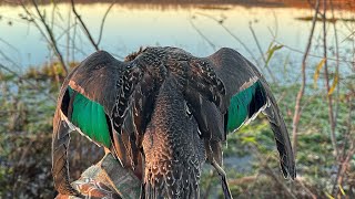 Solo PUBLIC DUCK HUNT in Central Iowa | Missed way to many shots |
