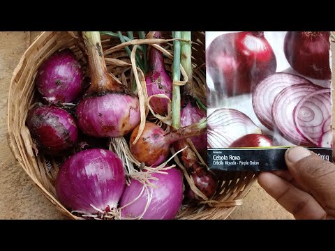 Vídeo: Cabeças de sementes em plantas - Como reconhecer uma cabeça de sementes