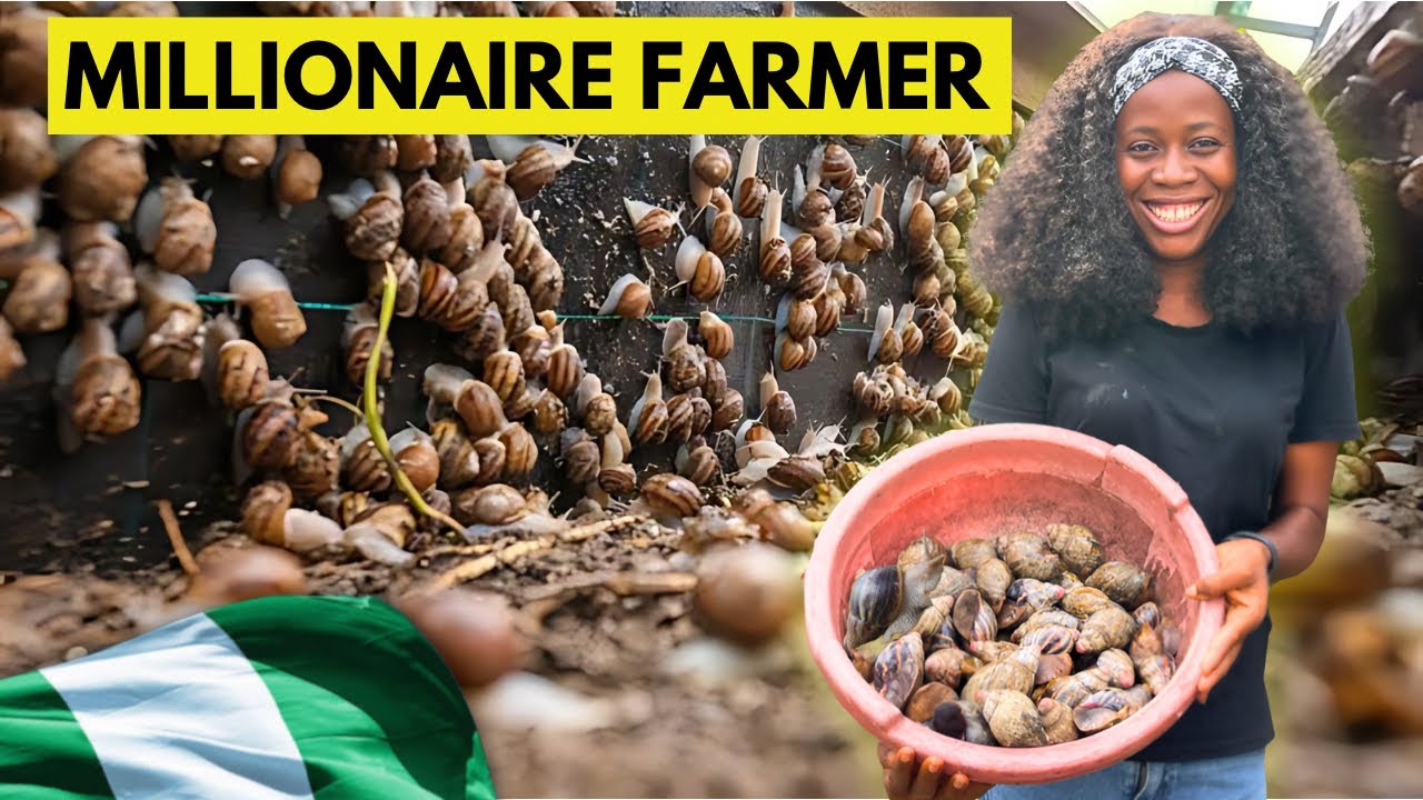 I Started My Snail Farm After Graduating People Laughed At Me I Now Own A 10,000+ Capacity
