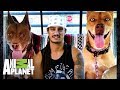 Cachorros hermanos son rescatados de un almacén | Pit bulls y convictos | Animal Planet