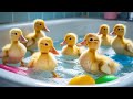 Duck Babies Swimming Front Of Mama Hen 🐥🐥 | I love pets 