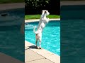 #funny #dog #swimming #funnyvideo