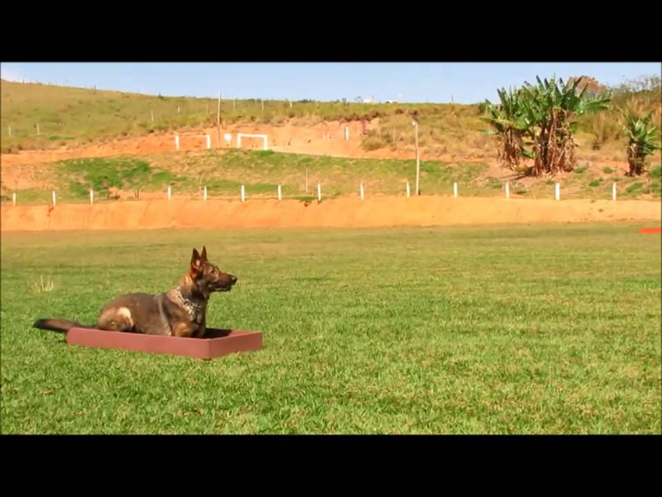 ADESTRAMENTO PARA IPO1 - Quendy vom alten grieshof puppy paradise