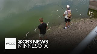 Minnesota DNR logs 202 fish kill reports as heat wave pushes lake temps to 88 degrees