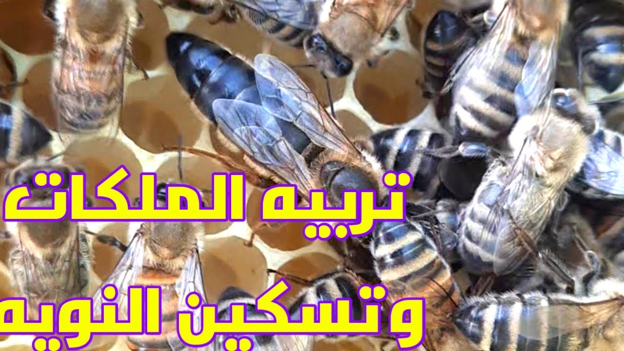 اسهل طريقه لتربيه الملكات وتسكين النويات