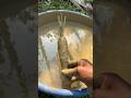 Cleaning a carrot Sastisfying ASMR mur