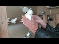 Бойные голуби, в гостях у Самвела. Грузия, Тбилиси. 15.12.19 Roller pigeons, Roller pigeons