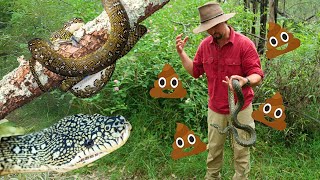 Henry gets pooped on by a Diamond python! Henry's Wild Life AUSTRALIA