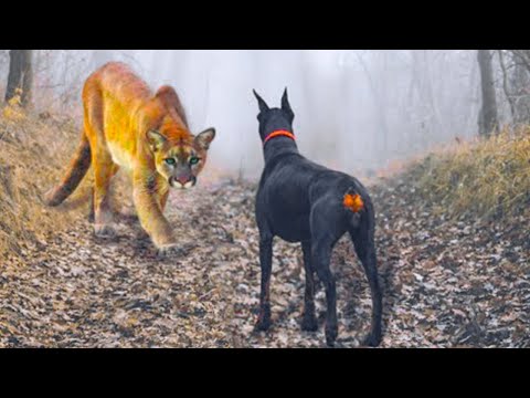 This Puma Messed With the Wrong Dog