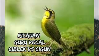 masteran suara burung ciblek combinasi cigun, jernih banyak jeda tidak membuat burung setres
