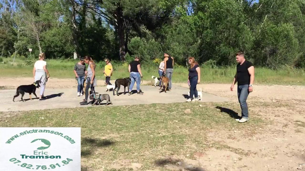 BOULEDOGUE FRANÇAIS/EDUCATION/CHIEN/ERIC TRAMSON/VAR - YouTube