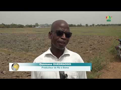 Rtb - Vallée du Kou : mécanisme d'exploitation rizicole à Bama
