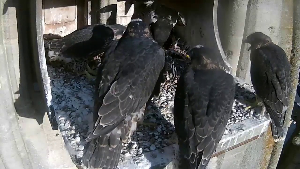Bath Peregrines: Excited by a woodpigeon - 20200531 - YouTube