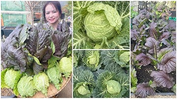 Thu hoạch bắp cải nồi, bội thu cải mù tạc đỏ sau vườn ở Úc/Sang La Úc Châu