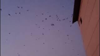 tarikan magrib SP bikin onar TWB emang luar biasa responnya guys😍 burung sampai mengantri masuk LMB🥰