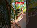 Nature love #story #memes #art #reaction #handmade