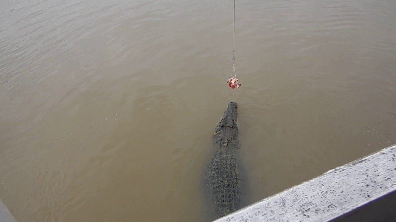 Darwin, Jamping Crocodile Cruise