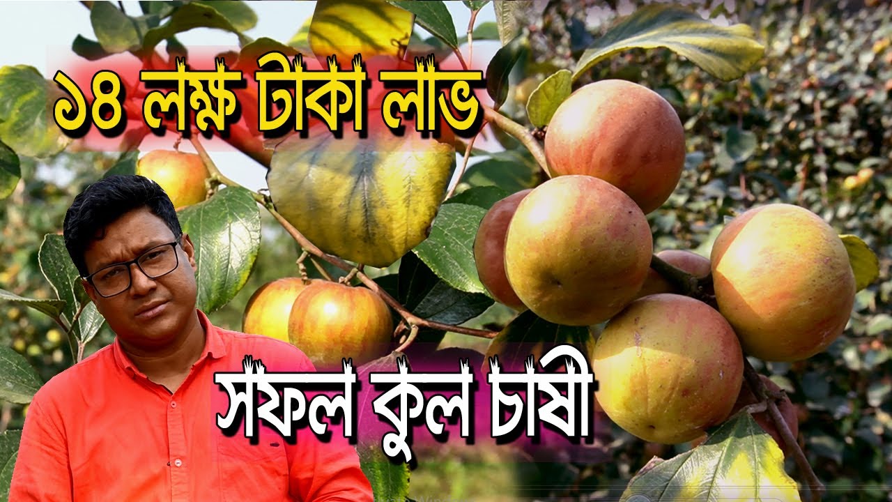 অস্ট্রেলিয়ান বল সুন্দরী কুল ও  কাশ্মীরি বরই । সফল কুল চাষী