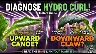 Details Why Your Hydroponic Leaves Are Curling (And How to Fix It) News