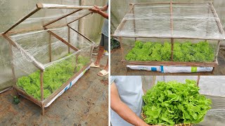 Grow twice as fast  Method of growing vegetables in a mini greenhouse at home