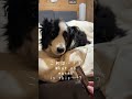 寝ている犬にこっそりおやつを近づけた結果…w #大型犬のいる生活 #ボーダーコリー #犬 #bordercollie #shortvideo #shorts #dog