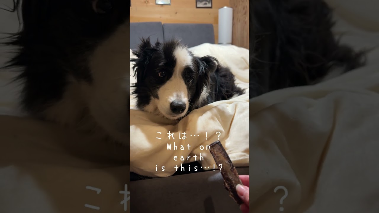 寝ている犬にこっそりおやつを近づけた結果…w #大型犬のいる生活 #ボーダーコリー #犬 #bordercollie #shortvideo #shorts #dog