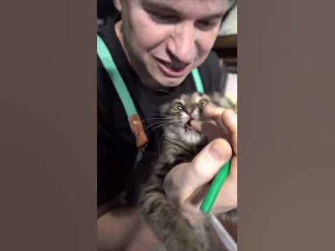 Как нарисовать кота - YouTube