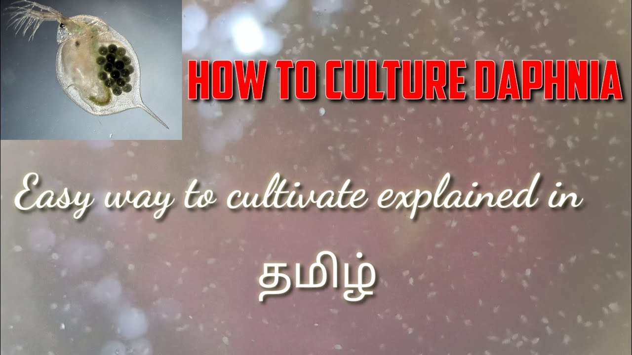 Daphnia culture live food for fishes  | சுலபமாக முறை || home of pets