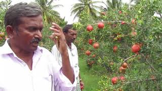 Better Pomegranate crop through integrated farming