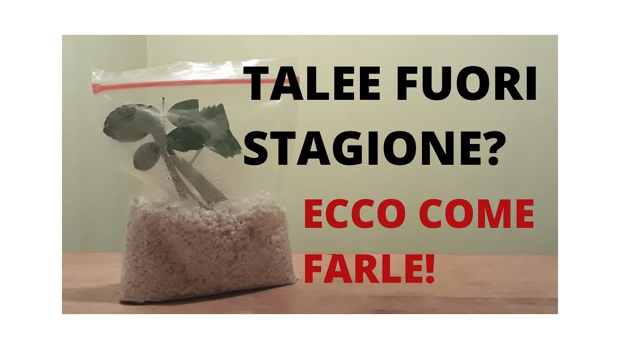 Talee fuori stagione? Ecco come fare con i sacchetti!