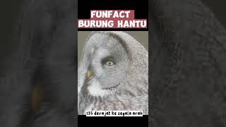 funfact burung hantu - #faktamenarik #shorts